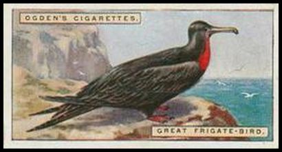17 Great Frigate Bird